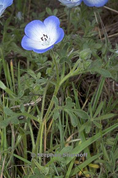 nemophila menziesii var menziesii 9 graphic